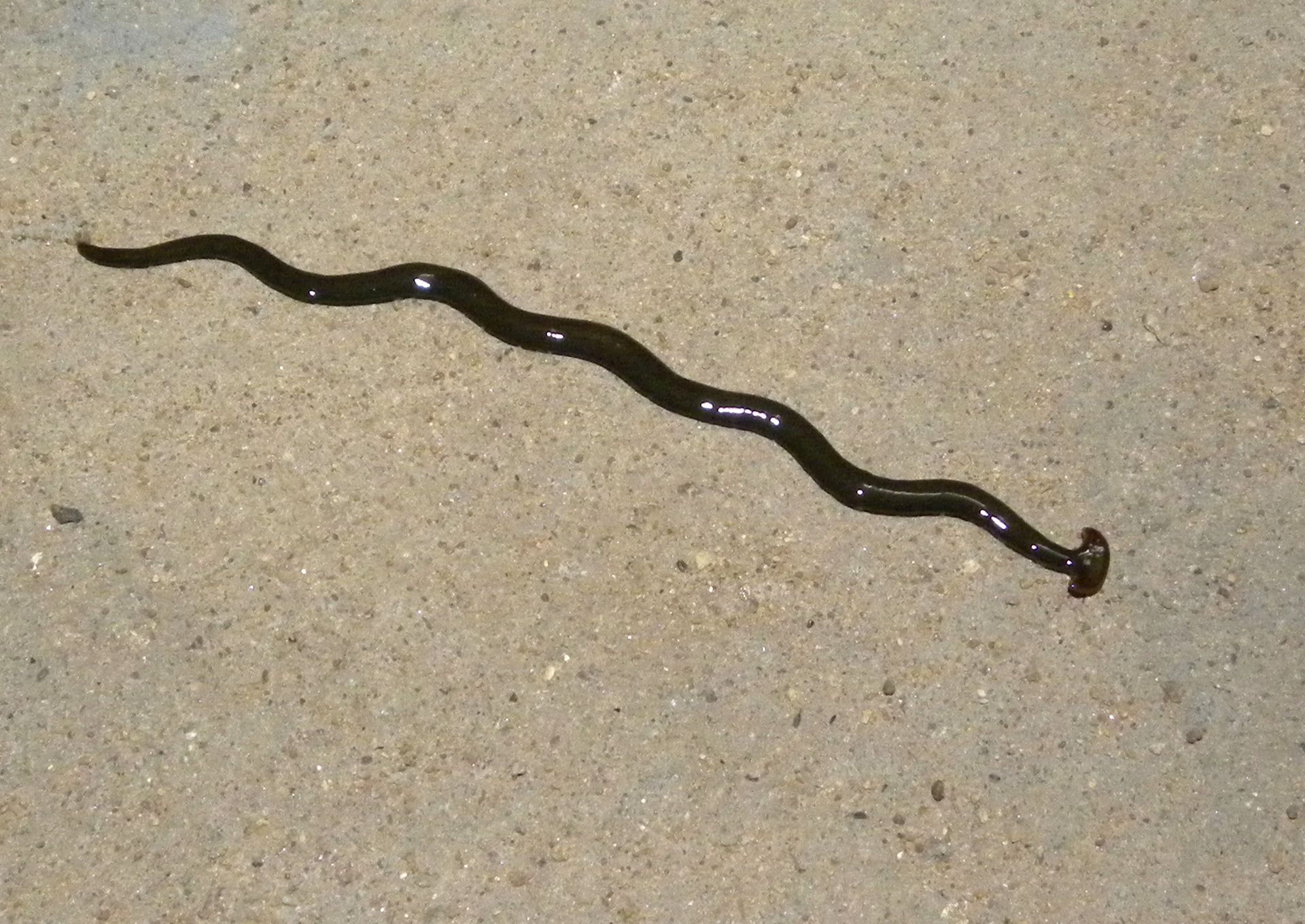 Un ver dangereux à tête de marteau signalé pour la première fois dans la Drôme