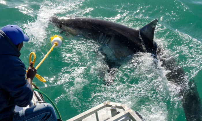Un grand requin blanc d&rsquo;environ 450 kg et de 3,65 mètres de long repéré au large des côtes de la Caroline du Nord