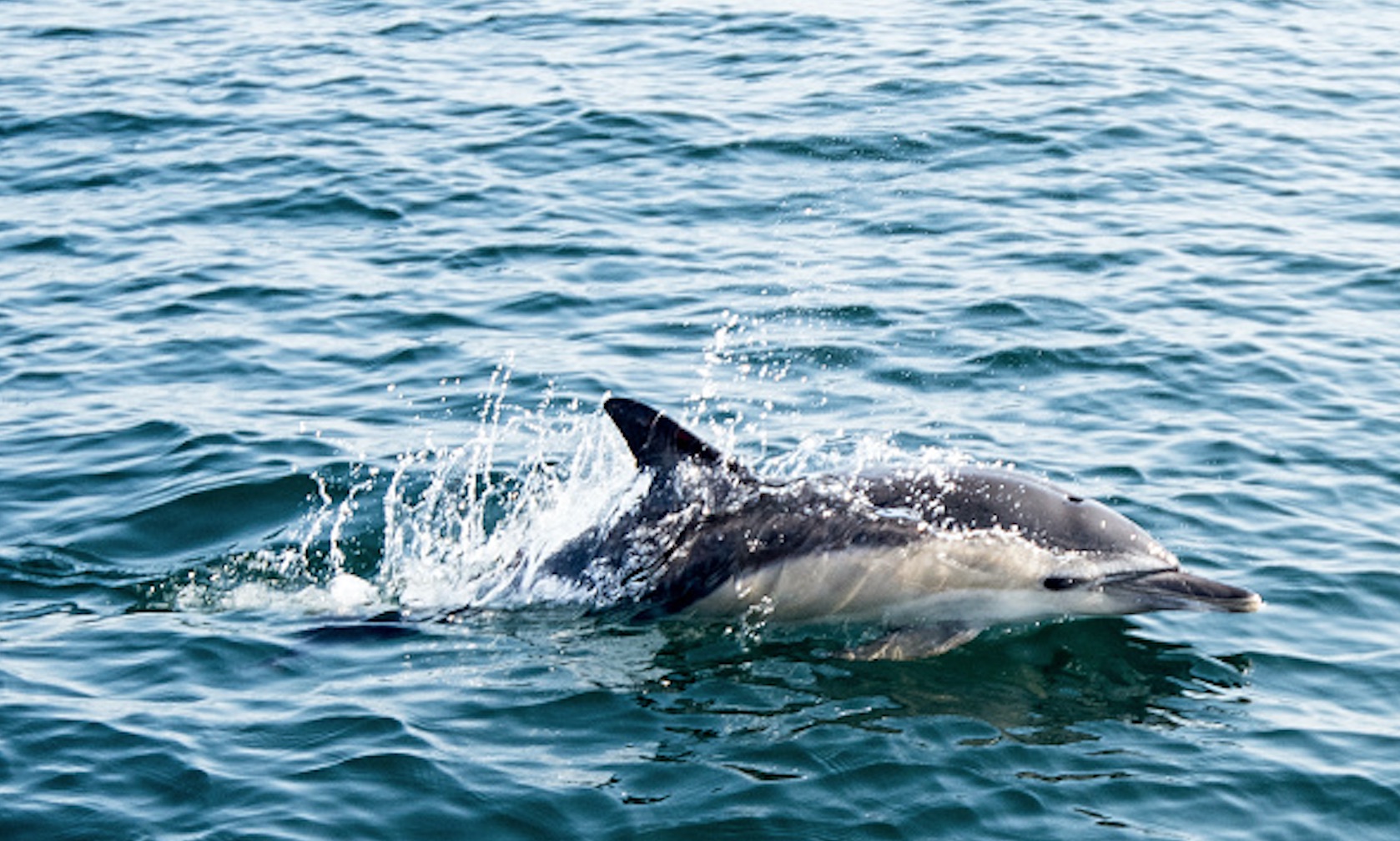 Zafar, le dauphin habitué de la rade de Brest, a été retrouvé mort sur une plage hollandaise