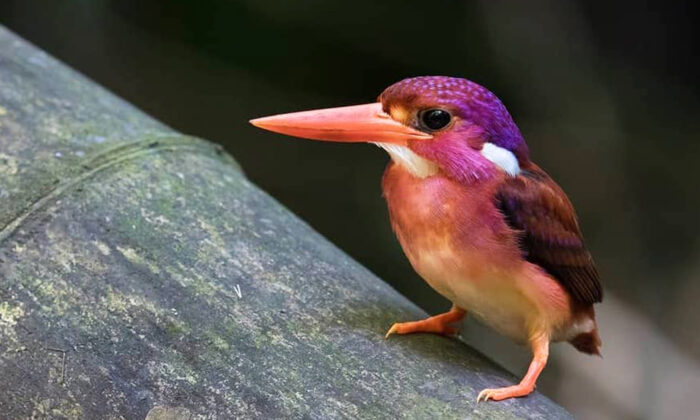 Un martin-pêcheur nain ultra rare, aux teintes magenta, photographié pour la toute première fois aux Philippines