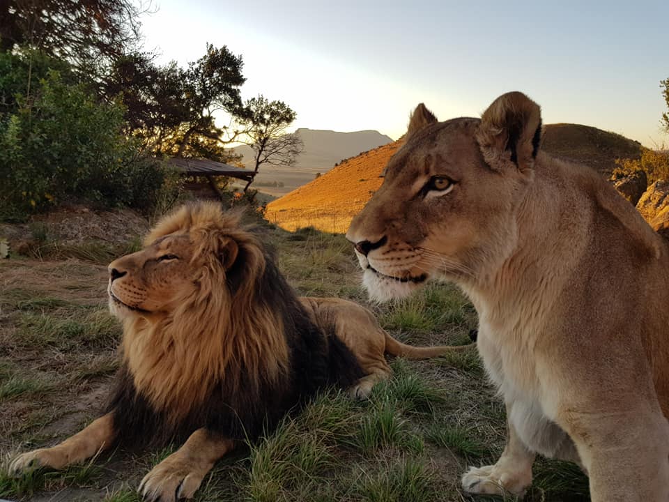 Deux lions rescapés d&rsquo;une vie en captivité tombent amoureux dans un sanctuaire en Afrique du Sud