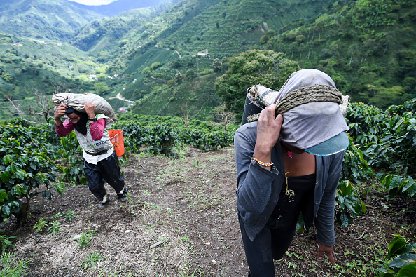 La pandémie raréfie la main d&rsquo;oeuvre pour la récolte du café en Colombie
