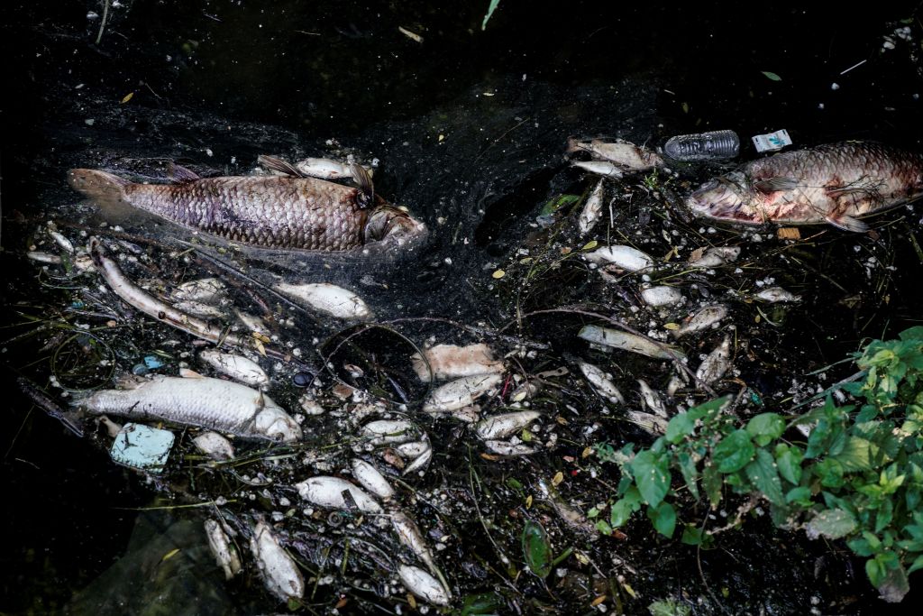 Une sucrerie française accusée d&rsquo;avoir provoqué la mort de plusieurs dizaines de tonnes de poisson en Belgique