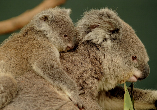 [Vidéo] Naissance d&rsquo;un premier bébé koala dans un parc animalier en Australie depuis les terribles incendies