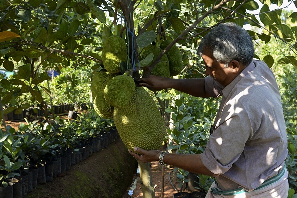 Le jaque, ce fruit indien qui suscite un appétit international