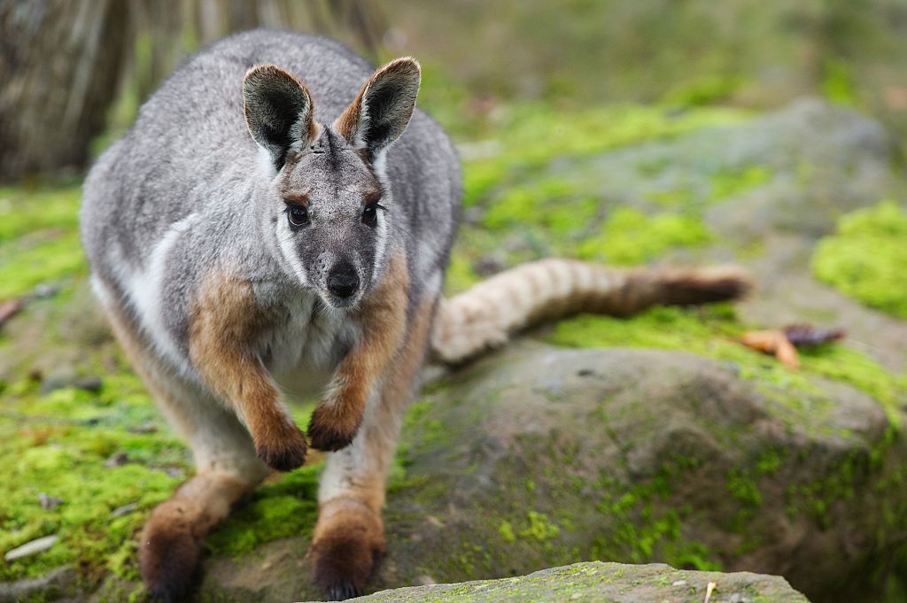 Un wallaby aperçu en forêt du Gâvre en Loire-Atlantique