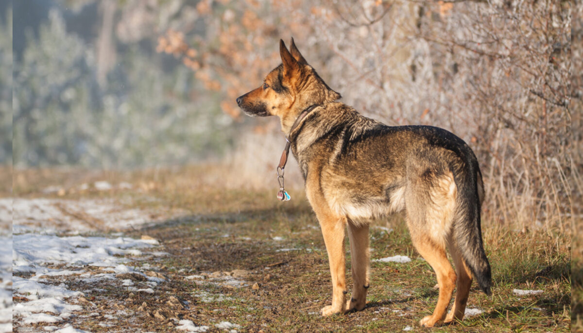 Une escouade canine recherche une fillette disparue en forêt, puis le secouriste entend dire: «Un chien!»