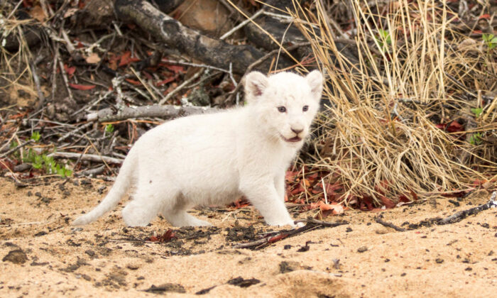 Un lionceau à fourrure blanche du fait d&rsquo;une anomalie génétique, a été observé avec ses parents dans la réserve naturelle Kruger
