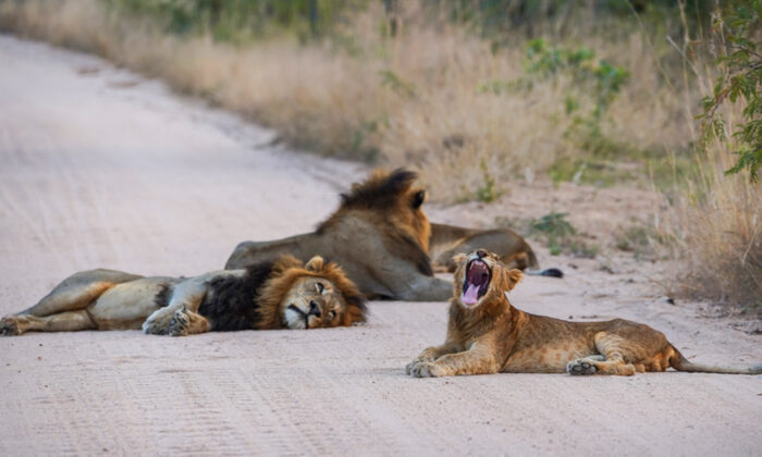 Des lions profitent de la fermeture du safari, en raison du Covid, pour faire une sieste au milieu de la route dans le parc national Kruger