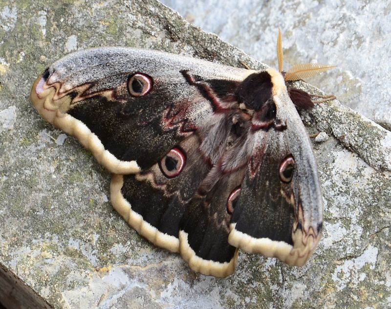 Le plus grand papillon d&rsquo;Europe observé dans les jardins en France