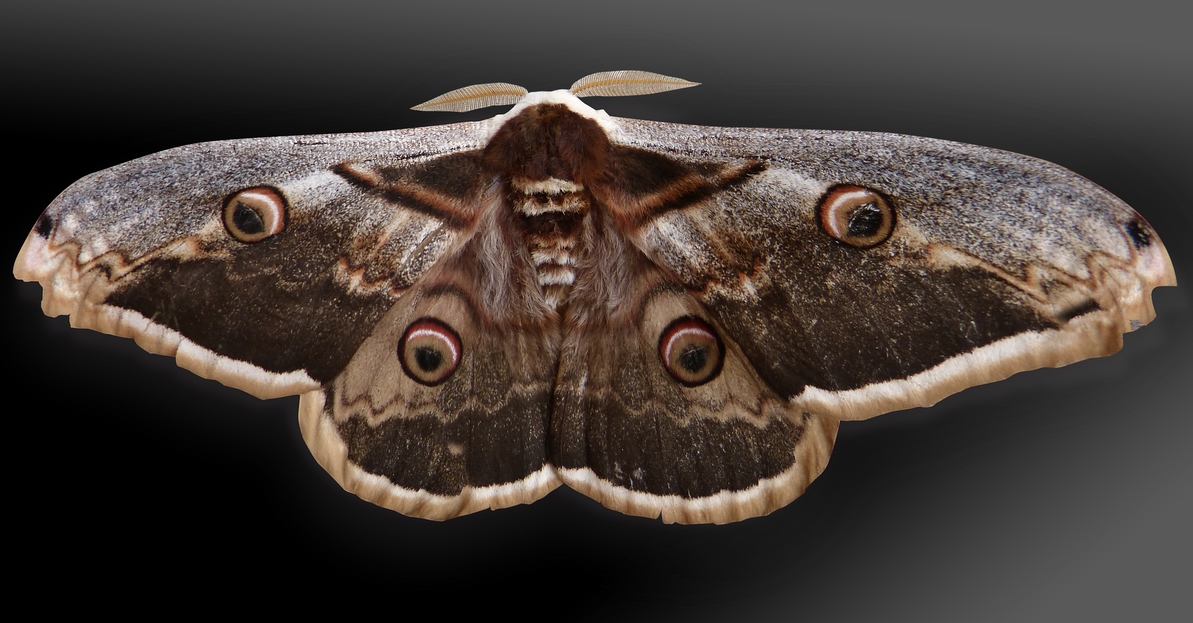 Bretagne : le plus grand papillon de nuit d’Europe vu au sud du Morbihan