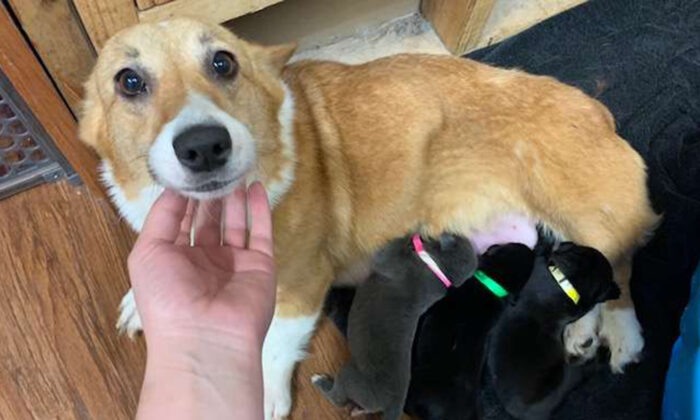 Une chienne corgi sauvée d&rsquo;une usine à chiots «adopte» une portée de pitbulls abandonnés comme s&rsquo;ils étaient les siens
