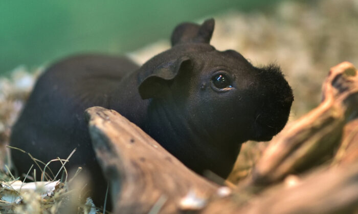 Ces adorables cochons d&rsquo;Inde imberbes sont des rongeurs croisés en laboratoire ressemblant à des hippopotames miniatures