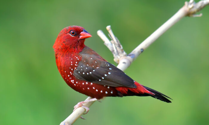 Le bengali rouge : le petit oiseau charme les amoureux de la nature avec son plumage rouge écarlate