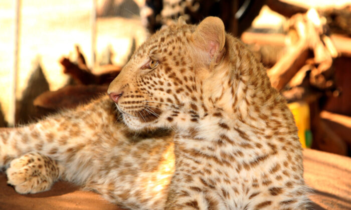 En Afrique du Sud, un chercheur photographie un très rare léopard «fraise» avec une caméra à détection de mouvement