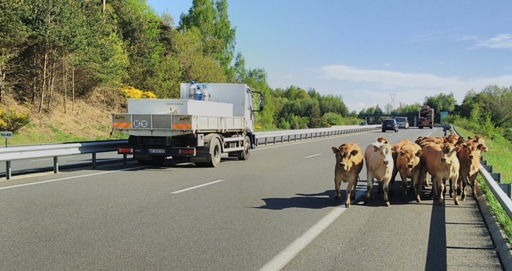 En plein confinement, des vaches se promènent sur l&rsquo;autoroute A75 en Lozère