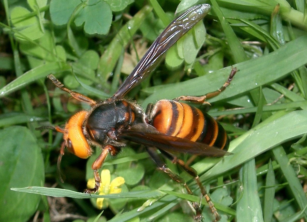 Des frelons asiatiques géants inquiètent les apiculteurs américains – leur piqûre peut être mortelle