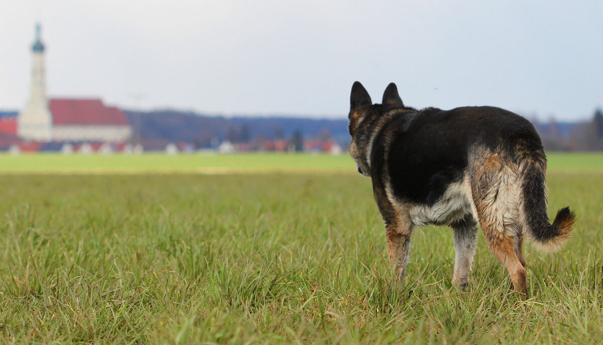 Ayant survécu à l&rsquo;attaque de sa mère, ce chien à la face déformée et partiellement aveugle trouve enfin un foyer aimant