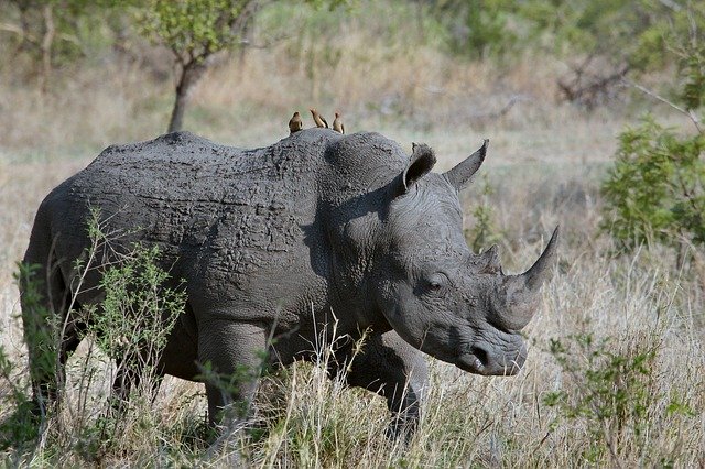 Les oiseaux aident les rhinocéros à se protéger des braconniers en lançant l&rsquo;alerte
