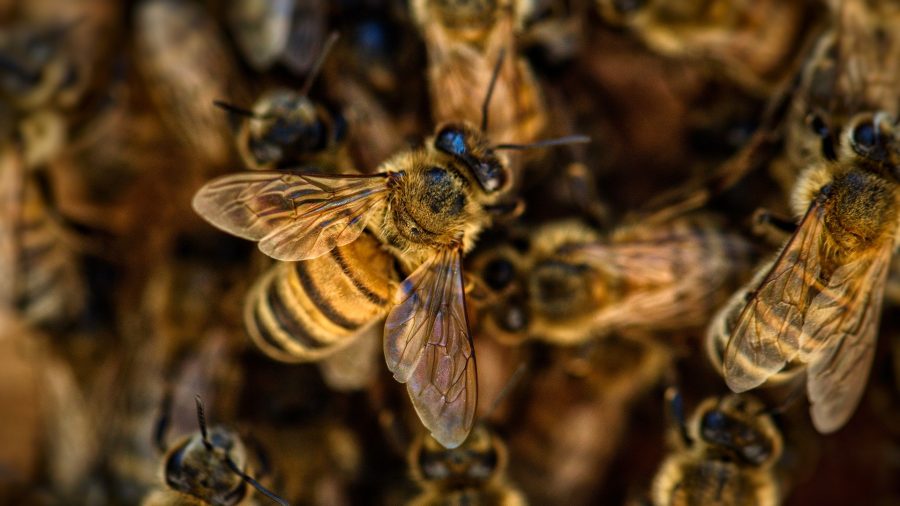 En Arizona, un essaim d&rsquo;abeilles tue 3 chiens, selon les pompiers