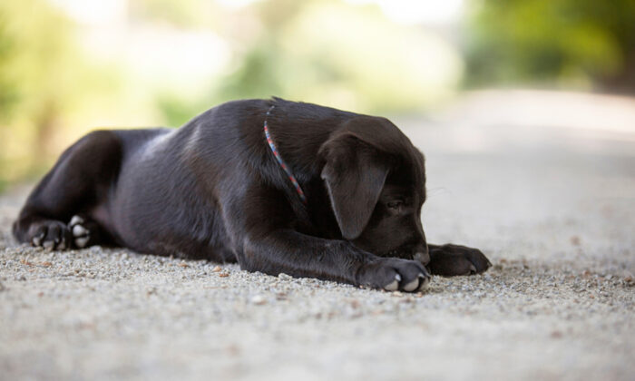 Un chiot ayant une face «bizarre», sauvé de Roumanie, trouve un foyer permanent malgré son apparence