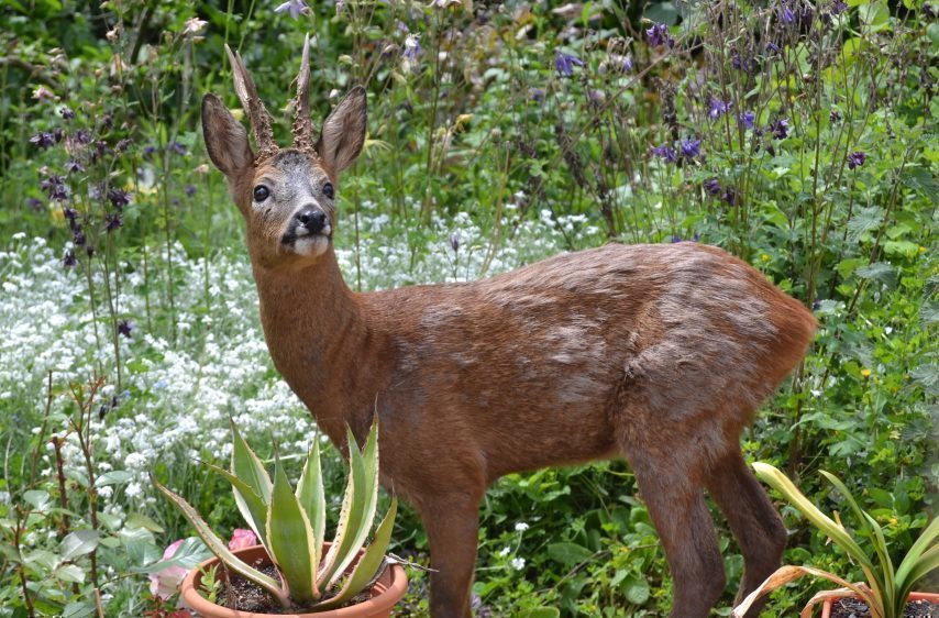 Calvados: un chevreuil vient taper à la fenêtre d&rsquo;un veuf – une rencontre pleine d’émotion