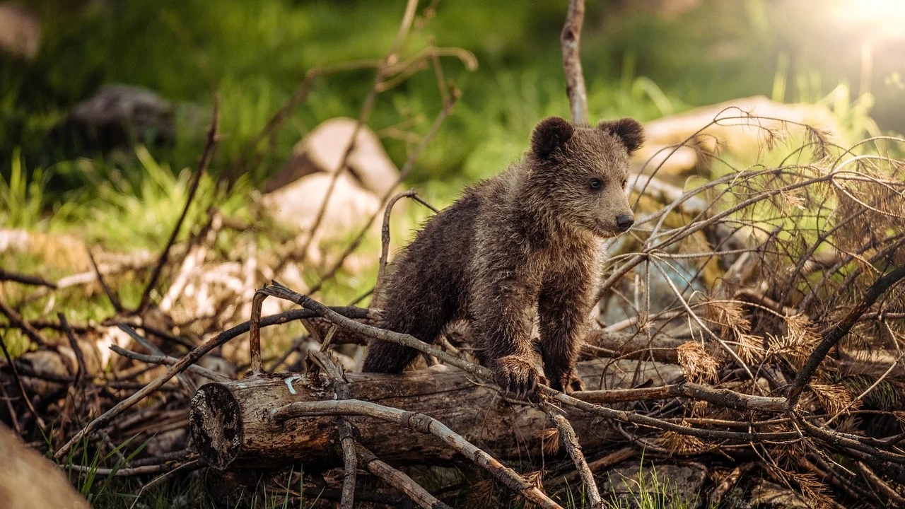 Ariège : naissance du premier ourson de l&rsquo;année dans le massif des Pyrénées