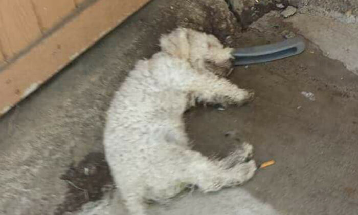 Ayant été tourmenté par des enfants, un chien semblait comme «mort», mais il revient à la vie après avoir été secouru