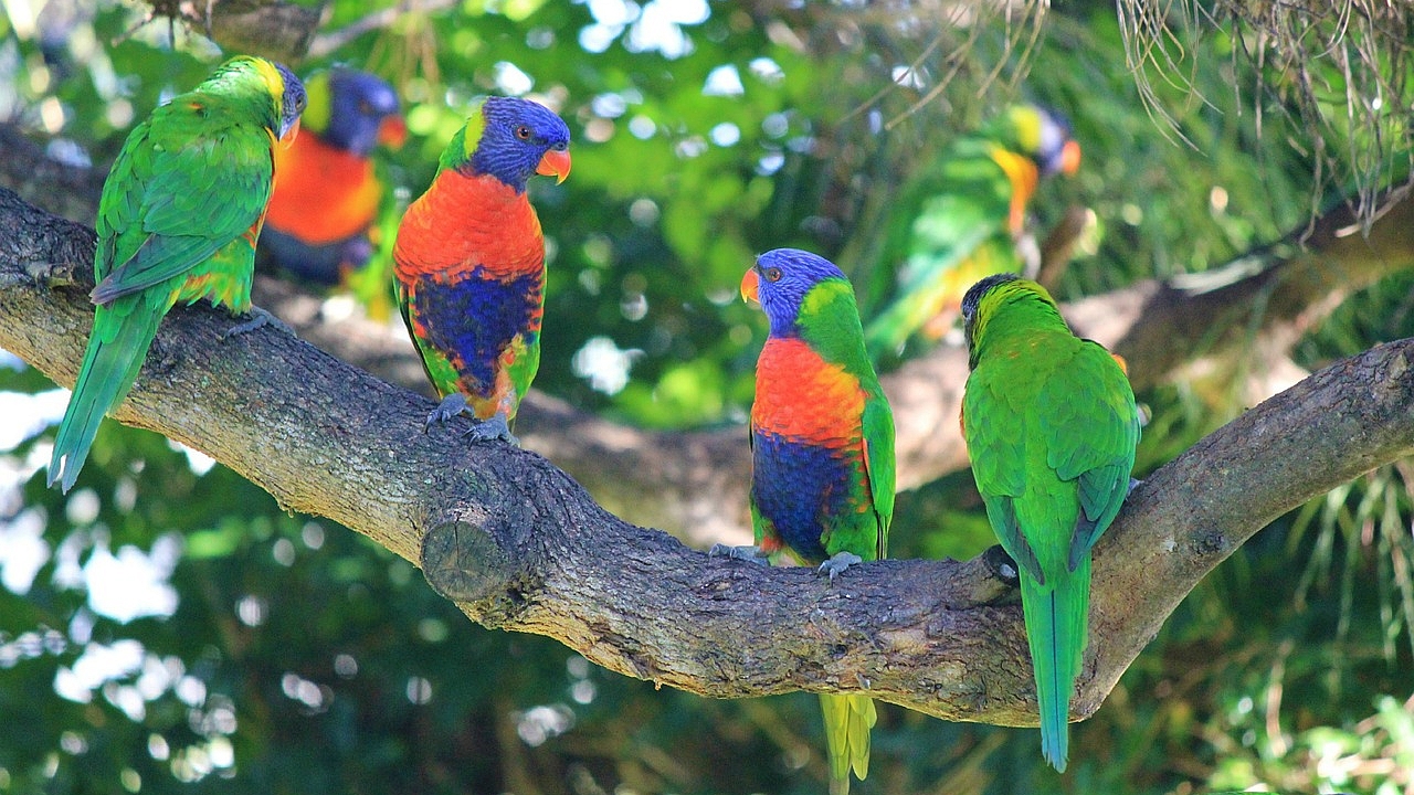 Australie : un virus paralyse et fait chuter des oiseaux en plein vol