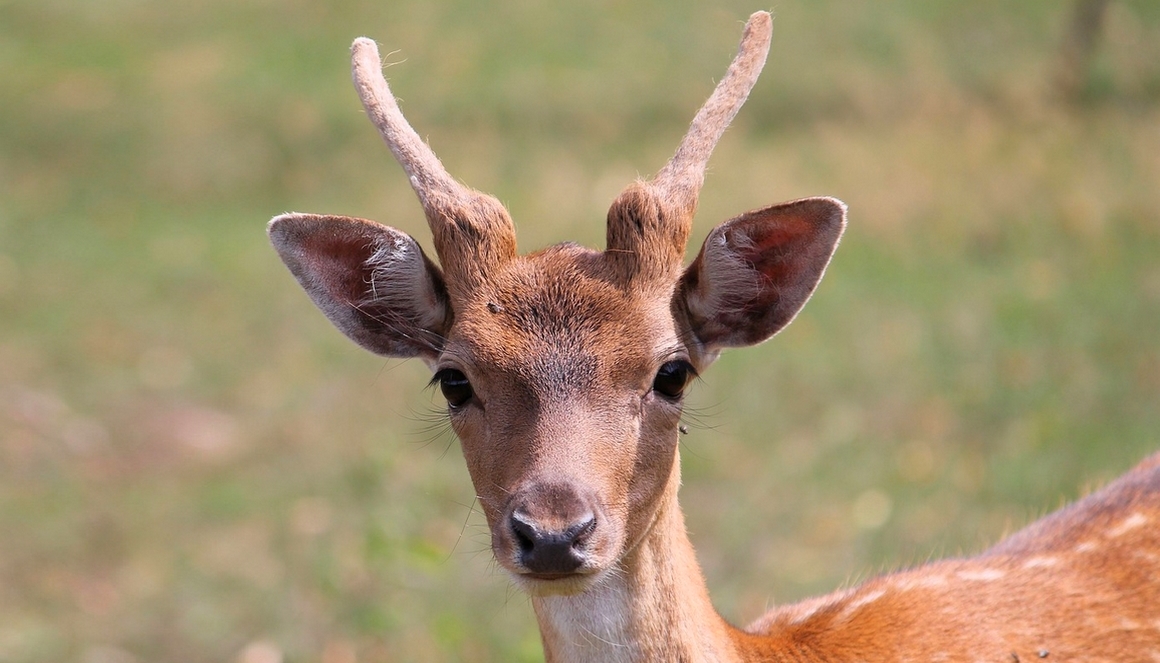 Confinement en Gironde : un chevreuil se baigne au large du Cap Ferret