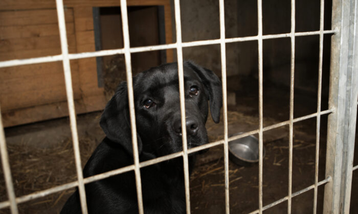 Après avoir passé plus de 700 jours dans un refuge, un pit-bull à problèmes est finalement adopté