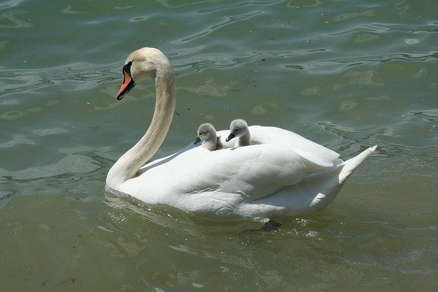 [Vidéo] Paris : les premiers bébés cygnes du canal de l&rsquo;Ourcq sont nés