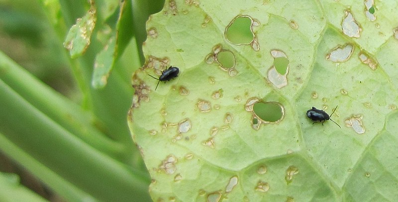 Quels sont ces petits insectes noirs qui envahissent les jardins de Normandie par milliers?