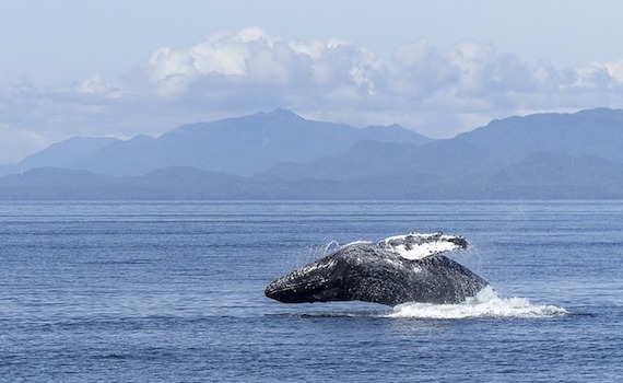 Canada : égarée, une baleine à bosse aperçue à Montréal