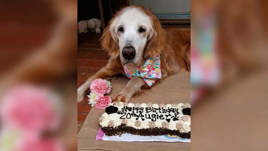 Augie le chien a fêté son 20e anniversaire cette semaine, ce qui en fait le plus vieux golden retriever de l&rsquo;histoire