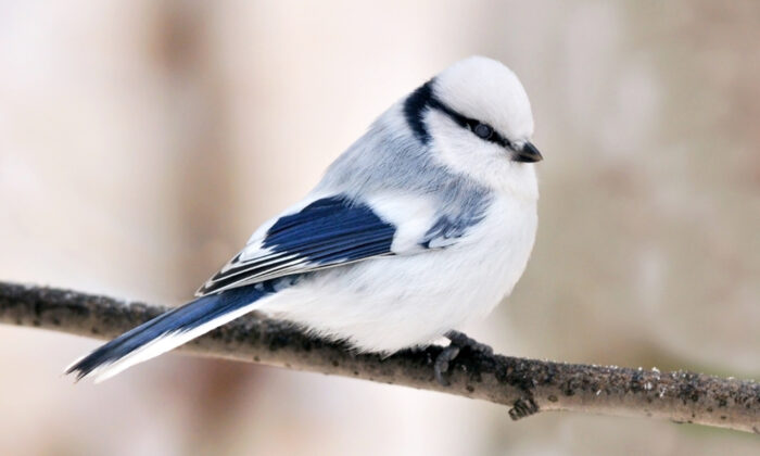 Rencontrez la mésange azurée, un petit oiseau chanteur bleu givré si mignon qui enchante le monde