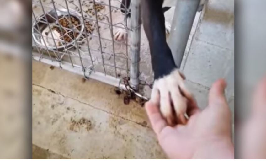 Le chien de refuge, qui tendait la patte à toute personne passant devant son chenil, est maintenant adopté