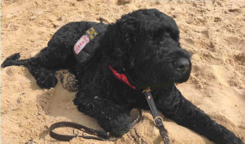 Un chien de thérapie sauve la vie de son propriétaire en le léchant pour qu&rsquo;il prenne ses médicaments contre un trouble hormonal mortel