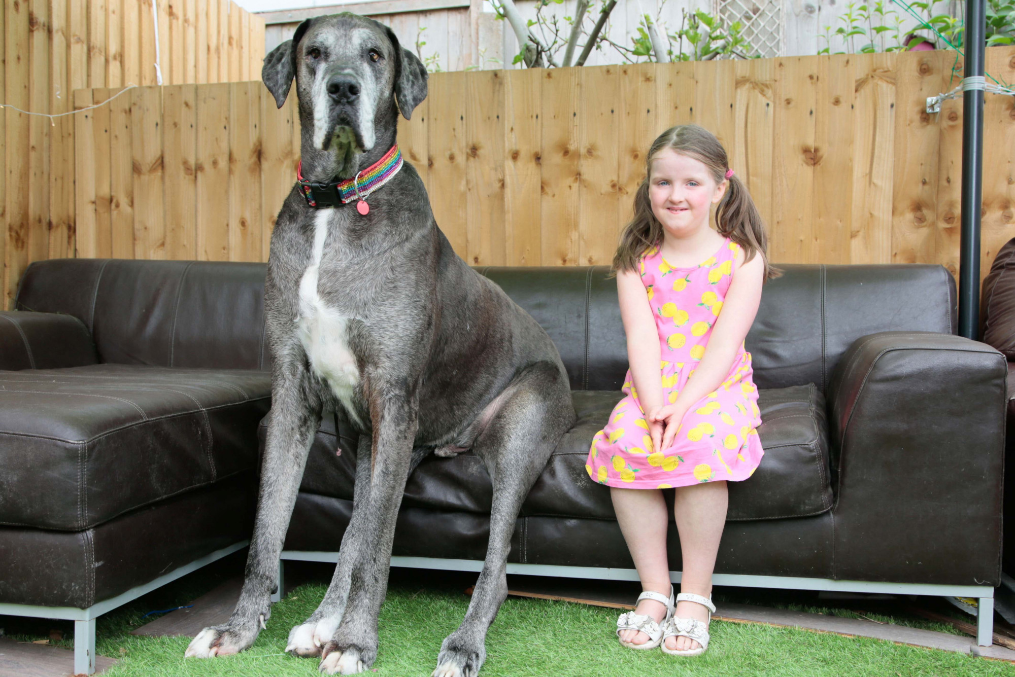 Freddy, le plus grand chien au monde, mesure plus de 2 m et pourrait maintenant être le plus vieux dogue allemand au monde