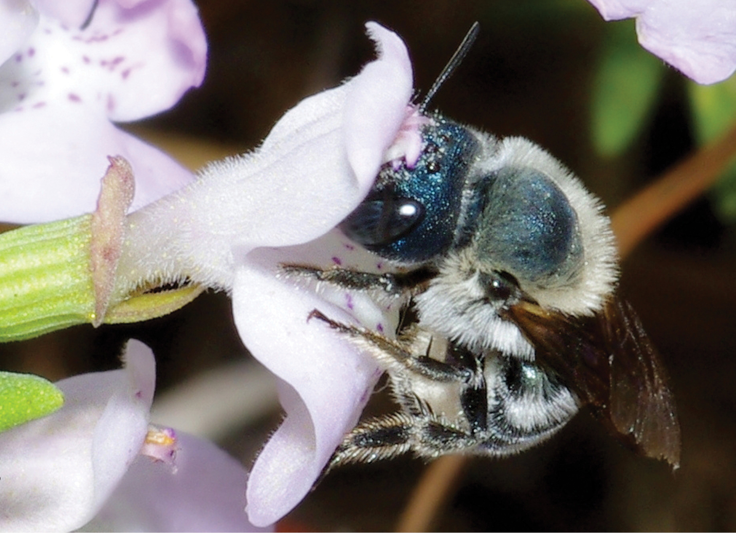 Des chercheurs redécouvrent l&rsquo;abeille bleue, ultra rare, longtemps considérée comme éteinte en Floride