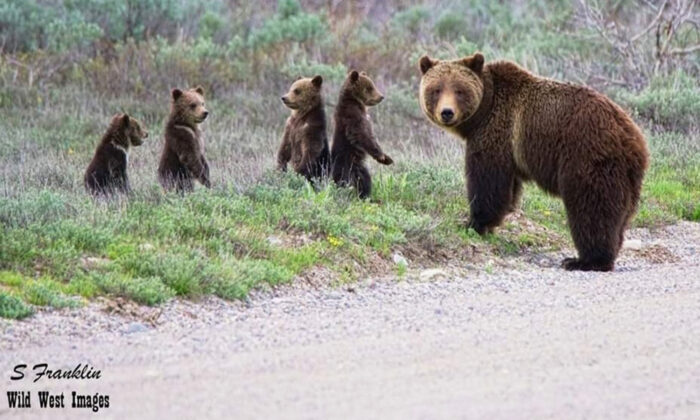 Le grizzly le plus célèbre du monde sort de son hibernation avec ses quatre petits