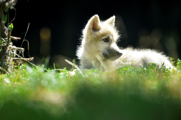 [Vidéo] Deux louveteaux sont nés au zoo d&rsquo;Amnéville en Lorraine pendant le confinement