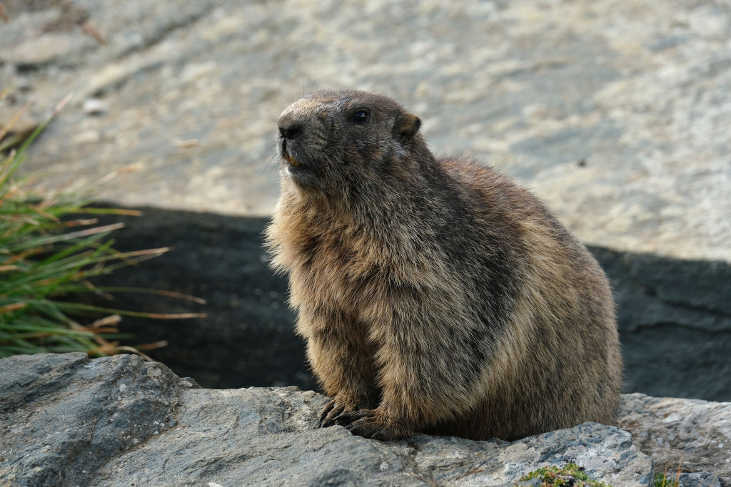 Val-d&rsquo;Isère : il entend des sifflements sous le capot de sa voiture, une marmotte y avait élu domicile