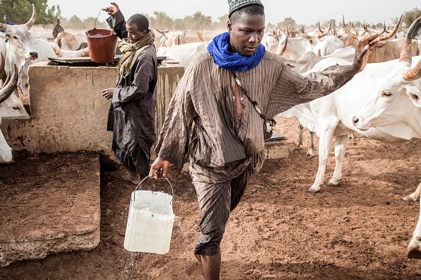 Covid-19, mauvaise étoile des bergers peuls du Sénégal