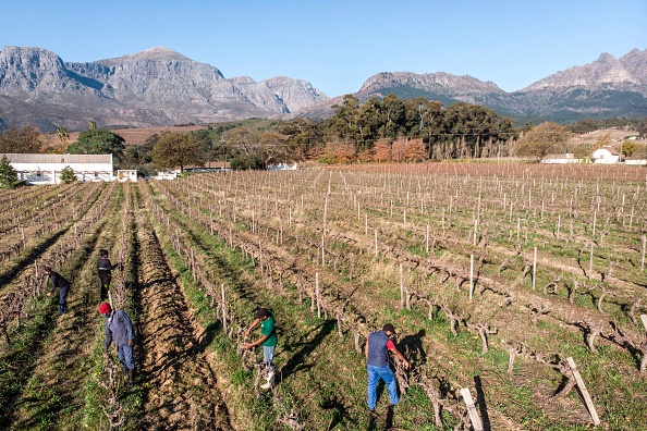 La gueule de bois des vignerons sud-africains en pleine pandémie