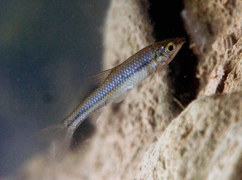 Normandie : un poisson asiatique porteur d’un parasite a été détecté dans les cours d’eau, une grave menace pour ses congénères