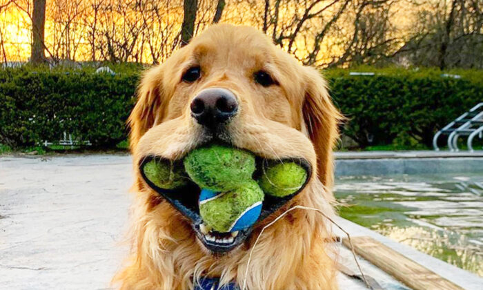 Un golden retriever établit un record mondial pour le nombre de balles de tennis dans sa gueule, selon Guinness