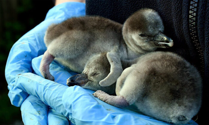 Un supermarché adopte des manchots de Humboldt au zoo de Chester au Royaume-Uni afin de leur éviter une fermeture définitive