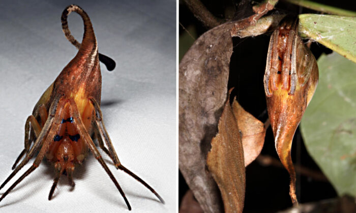 Récit de la découverte d&rsquo;une nouvelle espèce d&rsquo;araignée mimétique déguisée en feuilles séchées dans la forêt tropicale chinoise