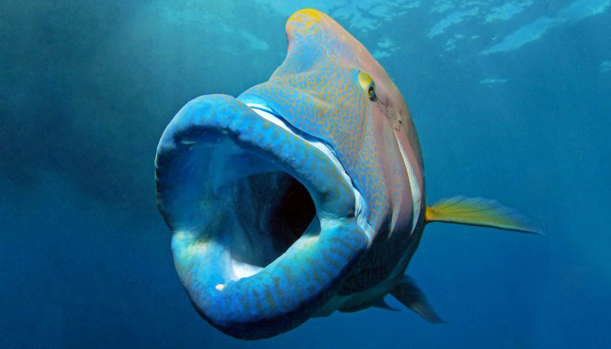 Poisson Lèvres Pulpeuses Rouges Un poisson napoléon géant aux lèvres énormes, immortalisé par un ...